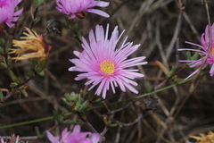 Lampranthus ceriseus