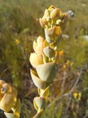 Thesium euphorbioides