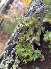 Tuckermanopsis ciliaris