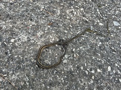Thamnophis saurita saurita