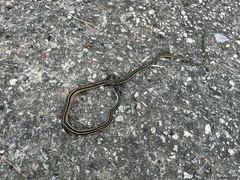 Thamnophis saurita saurita