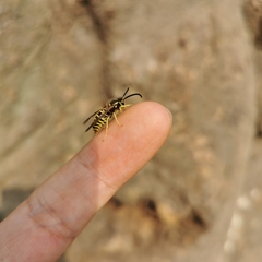 Vespula flaviceps
