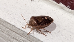 Ascra bifida