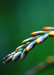 Crocosmia