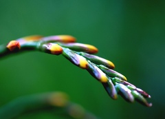 Crocosmia
