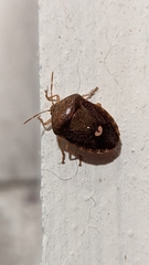 Ascra bifida
