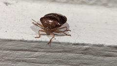 Ascra bifida
