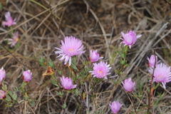 Lampranthus ceriseus