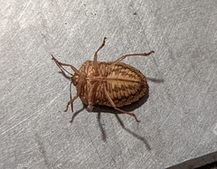 Ascra bifida