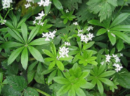 Galium odoratum
