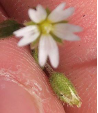 Cerastium pumilum