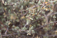 Pteronia glauca