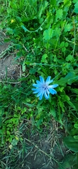 Cichorium intybus