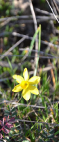 Narcissus jonquilla