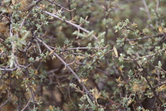 Pteronia glauca