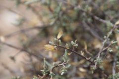 Pteronia glauca