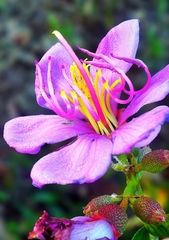 Melastoma malabathricum