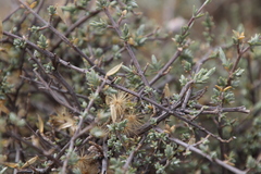 Pteronia glauca
