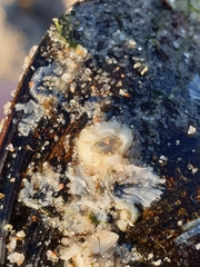 Amphibalanus improvisus