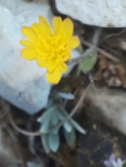 Pilosella officinarum