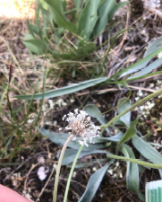 Plantago argentea