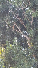 Accipiter