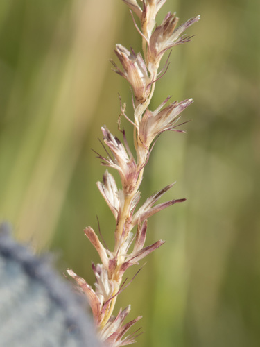 Hilaria belangeri (Steud.) Nash
