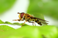 Syrphus phaeostigma
