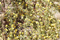 Aspalathus divaricata divaricata