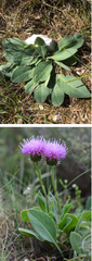 Klasea nudicaulis