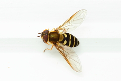 Syrphus phaeostigma