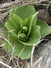 Ledebouria zebrina