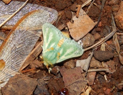 Coenobasis amoena
