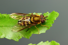 Syrphus phaeostigma