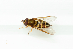 Syrphus phaeostigma