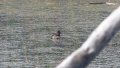 Tachybaptus ruficollis capensis