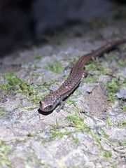 Batrachoseps attenuatus