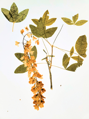 Laburnum anagyroides