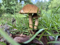 Leccinellum rugosiceps