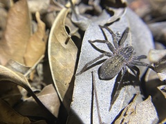 Mituliodon tarantulinus