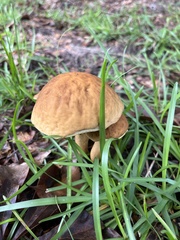 Leccinellum rugosiceps