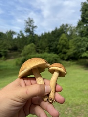 Leccinellum rugosiceps