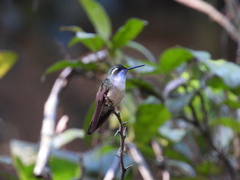 Lampornis viridipallens