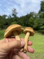 Leccinellum rugosiceps