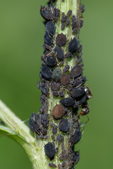 Aphis fabae
