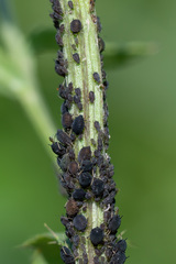 Aphis fabae