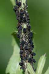 Aphis fabae