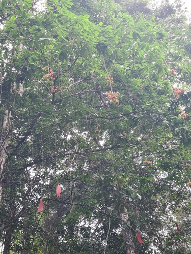Image of Eperua falcata by no rights reserved