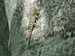 Sceloporus serrifer