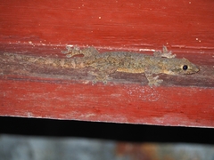 Hemidactylus platyurus